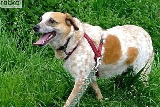 Bianka potrzebuję pilnie cierpliwego i kochającego domku na zawsze, Małopolskie, Kraków