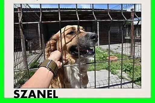 SZANEL,suczka golden mix,średnia,przyjazna,wesoła.
