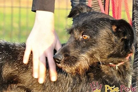KINDER-wesoły, energiczny psiak, mix sznaucer-niewielki=szukamy domu