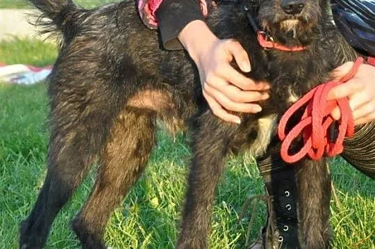 KINDER-wesoły, energiczny psiak, mix sznaucer-niewielki=szukamy domu, Małopolskie, Kraków