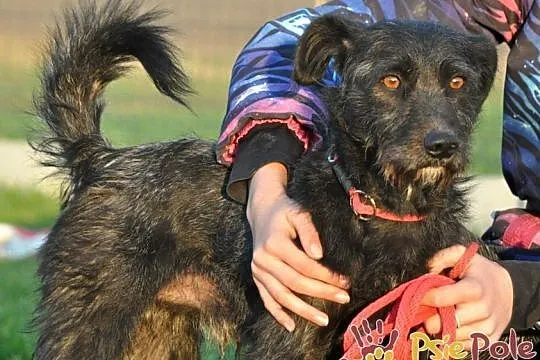KINDER-wesoły, energiczny psiak, mix sznaucer-niewielki=szukamy domu, Małopolskie, Kraków