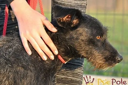 KINDER-wesoły, energiczny psiak, mix sznaucer-niewielki=szukamy domu, Małopolskie, Kraków