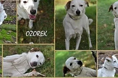 Pokochaj i przygarnij Ozorka ze schroniska,  śląskie Gliwice