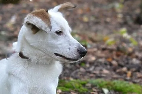 Pokochaj i przygarnij Ozorka ze schroniska,  śląsk