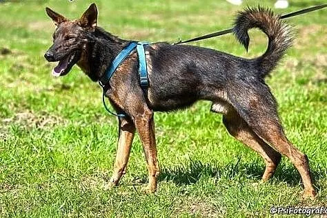 Cypisek - czekoladowy psiak :),  lubelskie Biała Podlaska