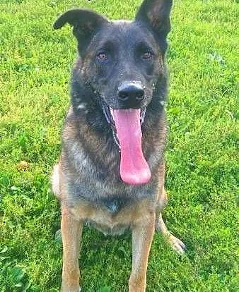 ARES - piękny, wyszkolony pies w typie owczarka do adopcji, mazowieckie Warszawa, Mazowieckie, Warszawa