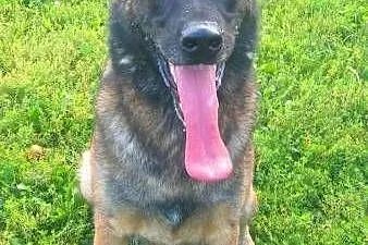 ARES - piękny, wyszkolony pies w typie owczarka do adopcji,  mazowieckie Warszawa, Mazowieckie, Warszawa