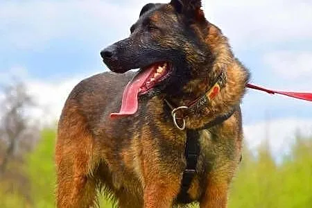 ARES - piękny, wyszkolony pies w typie owczarka do adopcji,  mazowieckie Warszawa, Mazowieckie, Warszawa