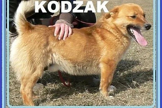 Kodżak to fajny psiak, nie jest porucznikiem i ści