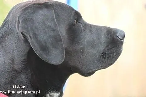 Oskar- grzeczny, wesoły psiaczek- adoptujesz?,  ma