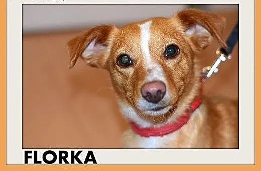 Z domu tymczas.młoda,mała,łagodna,grzeczna suczka