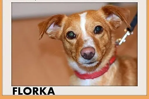 Z domu tymczas.młoda,mała,łagodna,grzeczna suczka 