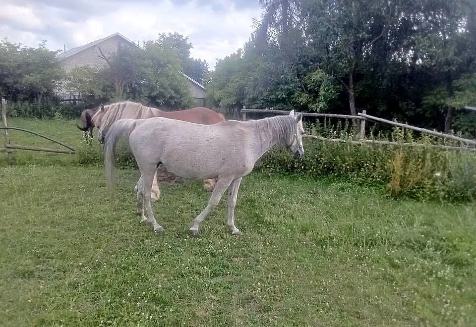 Klacz Czystej Krwi Arabskiej2, Świętokrzyskie, Piórków