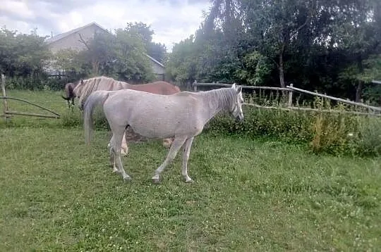 Klacz Czystej Krwi Arabskiej2, Świętokrzyskie, Piórków