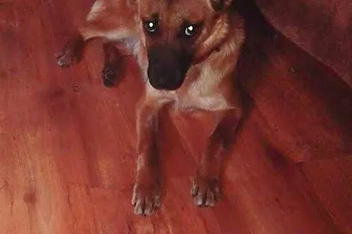 Niekonfliktowa, bardzo grzeczna Maja do adopcji!
