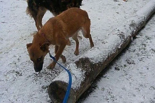 Niekonfliktowa, bardzo grzeczna Maja do adopcji!