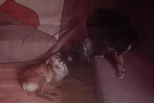 Niekonfliktowa, bardzo grzeczna Maja do adopcji!
