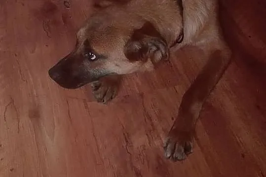 Niekonfliktowa, bardzo grzeczna Maja do adopcji!