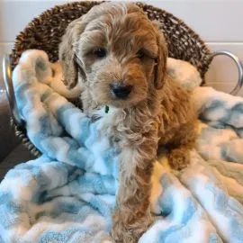 Friska Cavapoo-valpar söker ett kärleksfullt hem.............