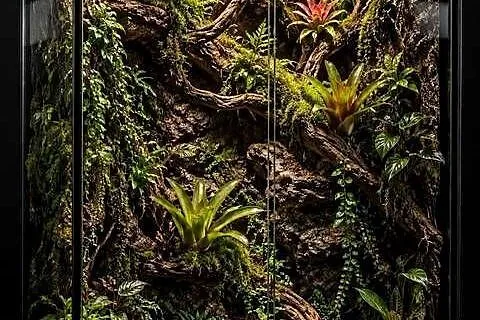 Terrarium dla boa cesarskiego pytona regiusa