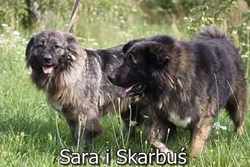 Dwa psy w typie kaukaza,  podlaskie Białystok