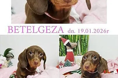 SUCZKA Jamnik krótkowłosy Czekoladowa podpalana BETELGEZA Kraków, Małopolskie, Kraków