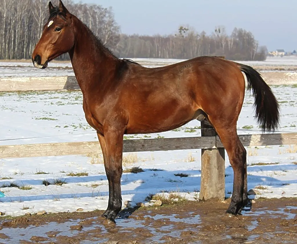 Roczny ogierek SP, ,