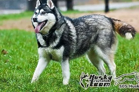 Maki - urocza sunia w typie Siberian Husky szuka domu,  łódzkie Łódź