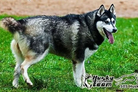 Maki - urocza sunia w typie Siberian Husky szuka d