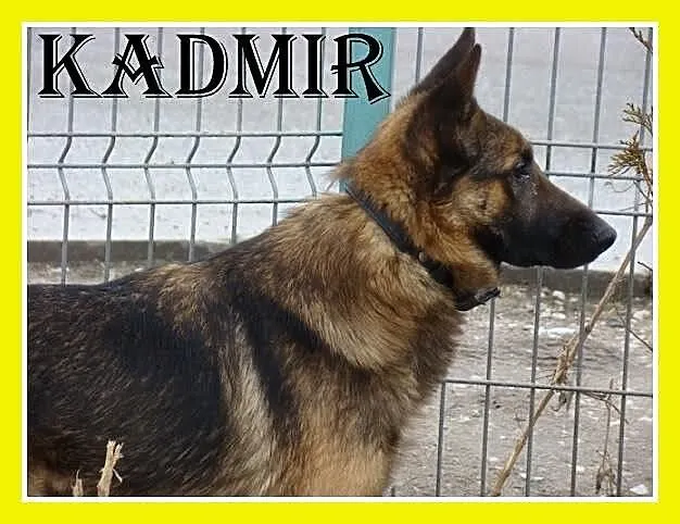 Spokojny owczarek KADMIR do domu z ogródkiem_Adopc