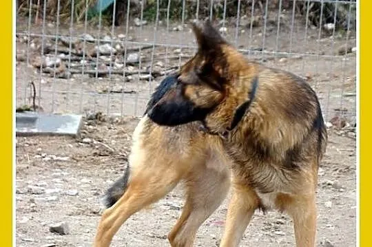Spokojny owczarek KADMIR do domu z ogródkiem_Adopc
