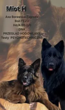 Owczarek niemiecki długowłosy- 13 tygodniowy szczeniak, , Burzenin 