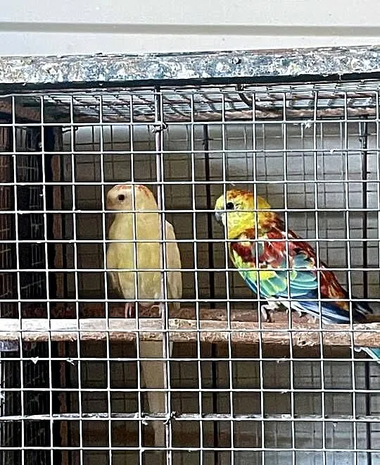 świergoty / papugi świergotki / kolorowe, Podkarpackie, Leżachów