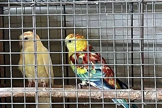 świergoty / papugi świergotki / kolorowe, Podkarpackie, Leżachów