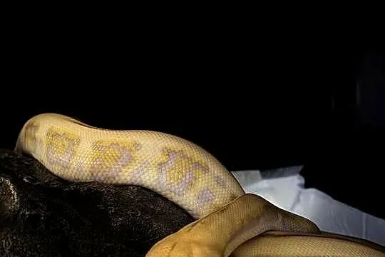 Pyton siatkowy harlequin Purple albino