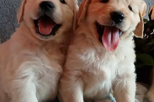 Golden Retriever śliczne szczenięta