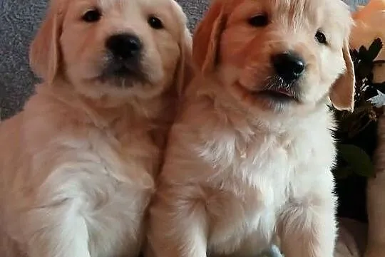 Golden Retriever śliczne szczenięta, Kujawsko-pomorskie, Toruń