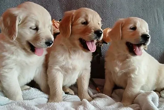 Golden Retriever śliczne szczenięta, Kujawsko-pomorskie, Toruń