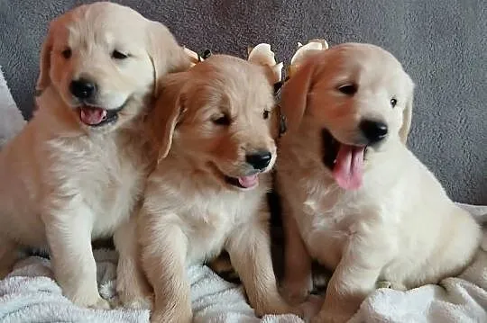 Golden Retriever śliczne szczenięta, Kujawsko-pomorskie, Toruń