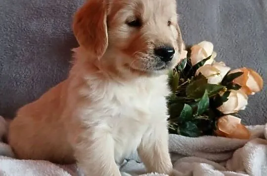 Golden Retriever śliczne szczenięta, Kujawsko-pomorskie, Toruń