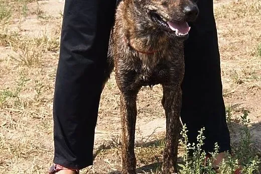 Pikuś mix amstaffa szuka domu,  wielkopolskie Pozn