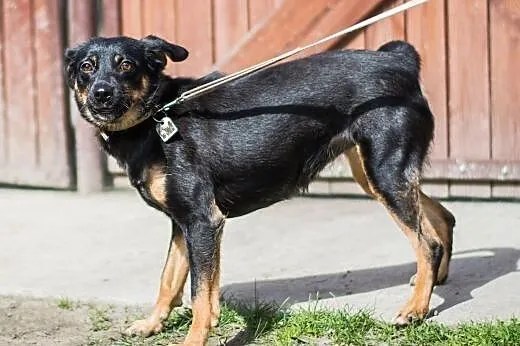 MELA - roczna, 9 kg śliczna sunia do adopcji,  maz
