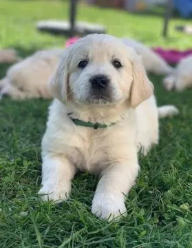 Golden Retriever Dostępne są piękne, łagodne szczenięta, Wielkopolskie, Leszno