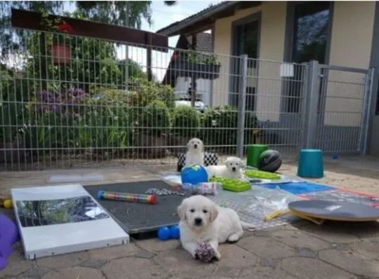 Golden Retriever Dostępne są piękne, łagodne szczenięta, Wielkopolskie, Leszno