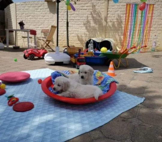 Golden Retriever Dostępne są piękne, łagodne szczenięta, Wielkopolskie, Leszno