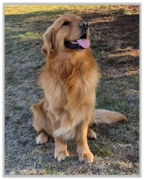 Golden Retriever Dostępne są piękne, łagodne szczenięta, Wielkopolskie, Leszno