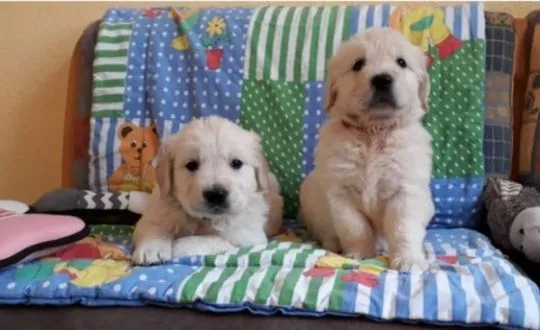 Golden Retriever Dostępne są piękne, łagodne szczenięta, Wielkopolskie, Leszno