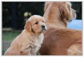 Golden Retriever Dostępne są piękne, łagodne szczenięta