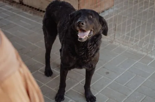 Pluto - zakochany w człowieku LABRADOR mix  Pluto jest gotów zmienić swój adres zamieszkania! Domku,, , Warszawa