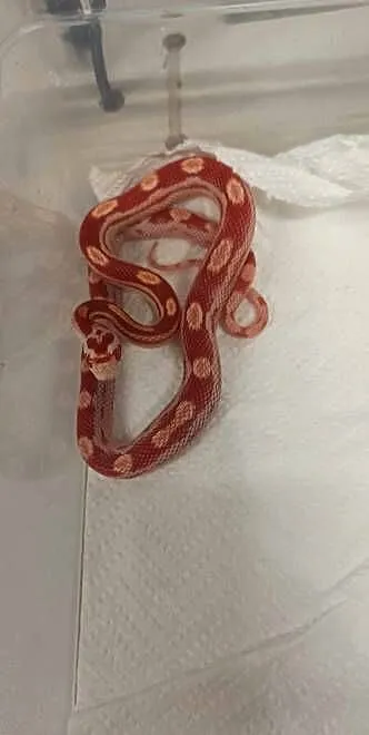 Wąż zbożowy Pantherophis guttatus młody alibinos, Małopolskie, Tarnów